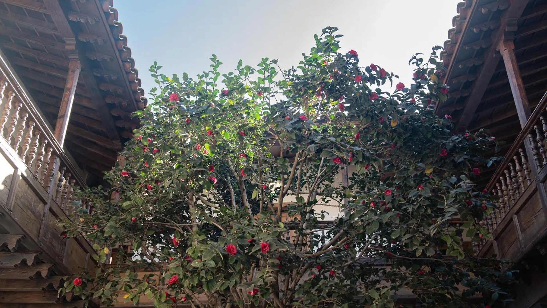 فندق La Casa De La Camelia لا لاغونا